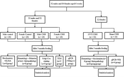 The role of sex and ovarian hormones in hippocampal damage and cognitive deficits induced by chronic exposure to hypobaric hypoxia